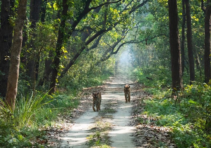 Jim Corbett National Park