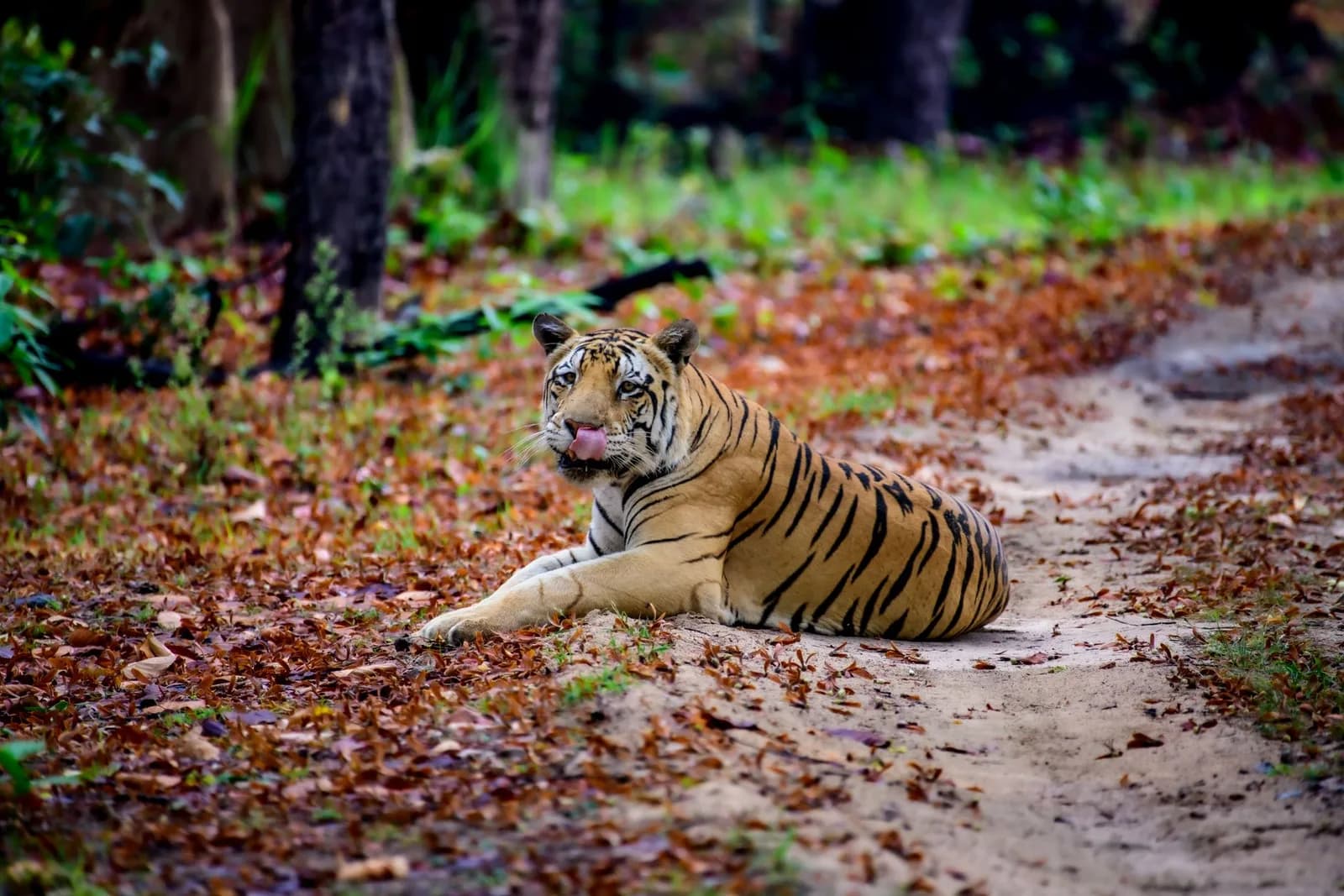 Jim Corbett Tiger Safari Retreat