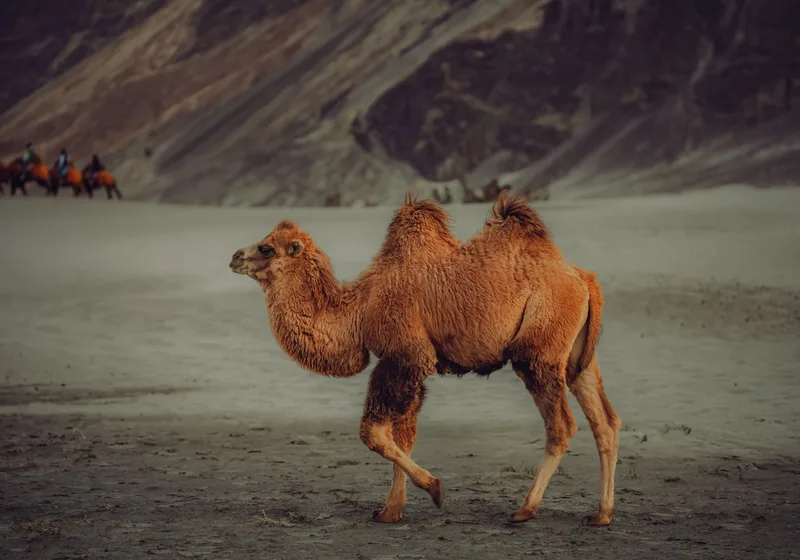 Bactrian Camel Safari