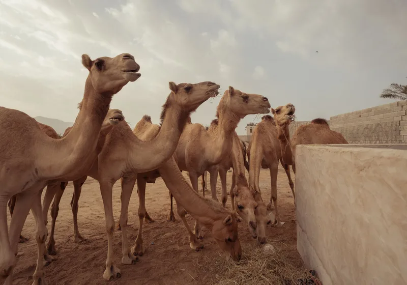 Bikaner