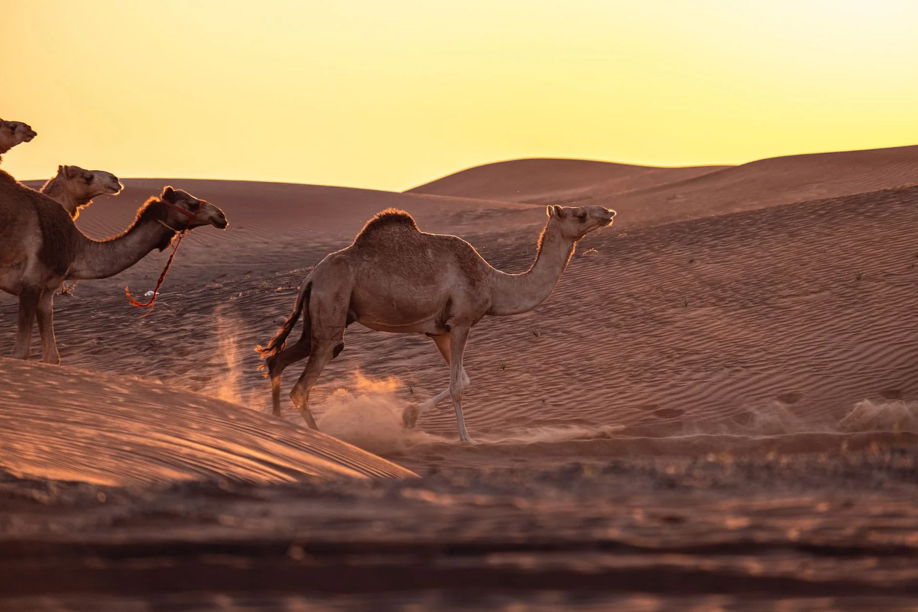 Things to Do in Rajasthan: 7 Experiences Worth the Trip