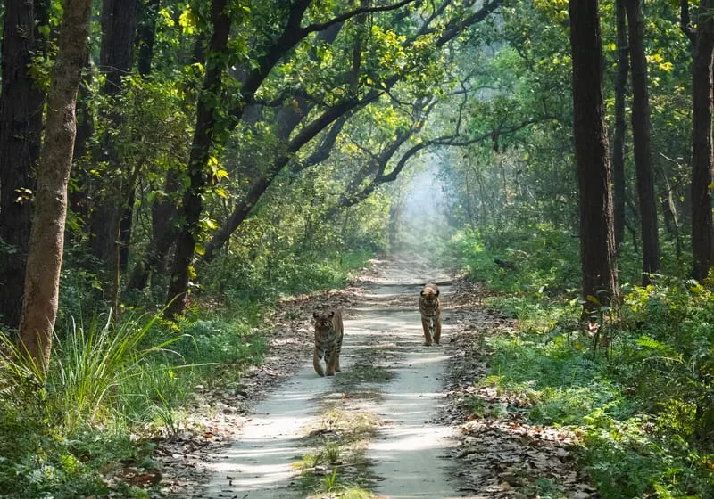 Jim Corbett National Park