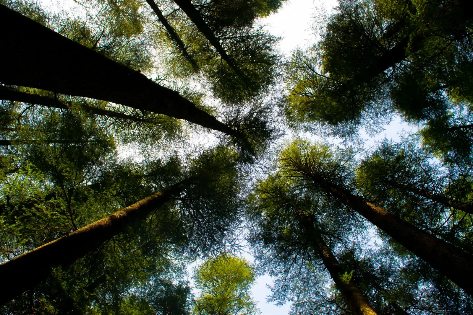 Devi temple cedar forest