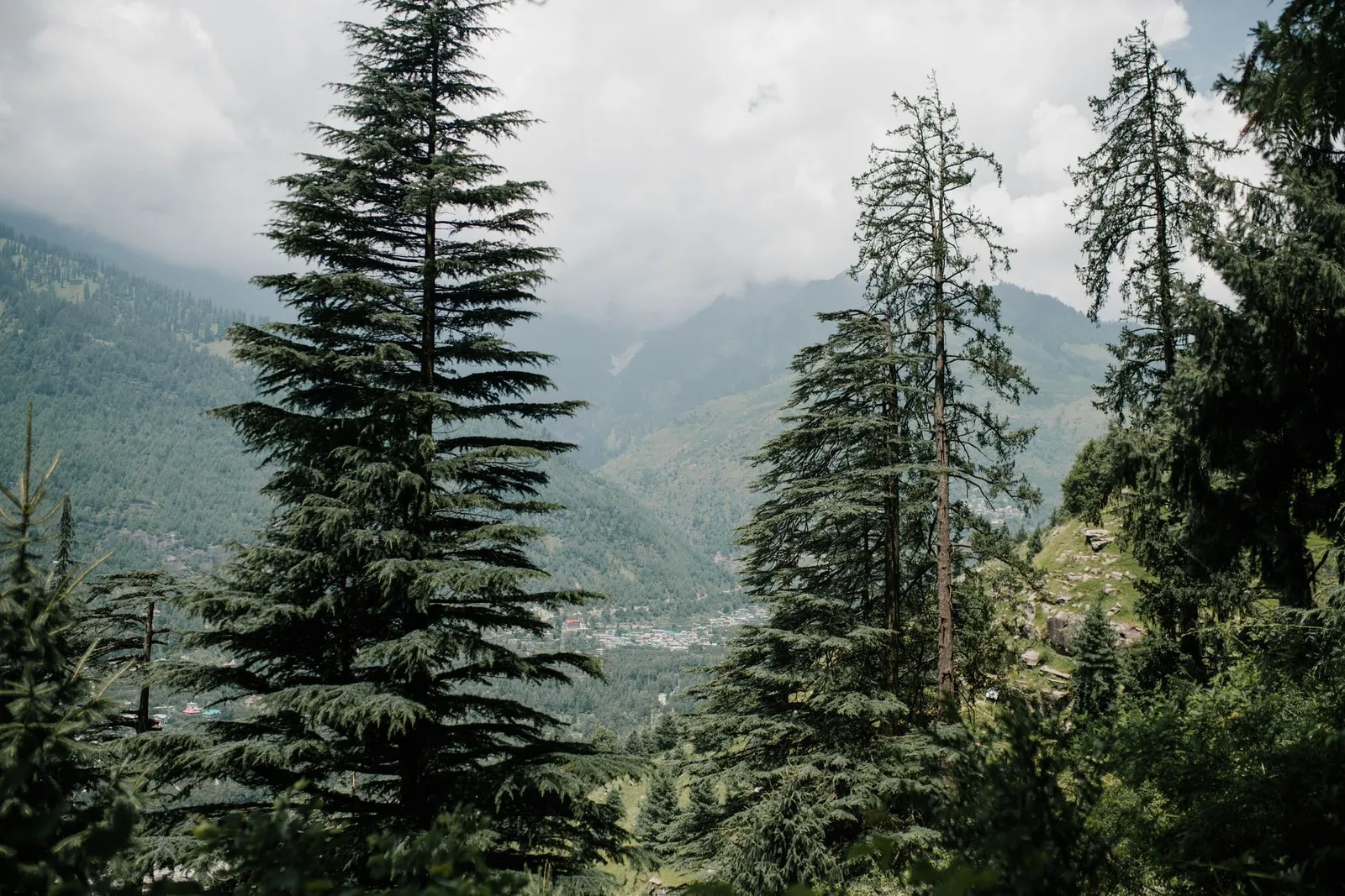 Devi temple cedar forest