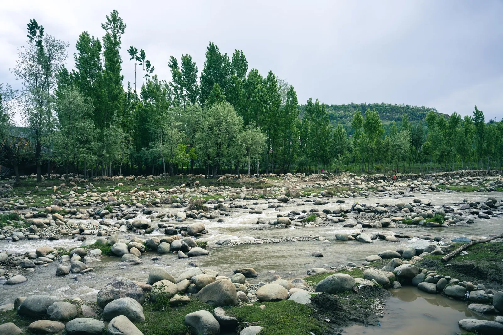 Ganga stream
