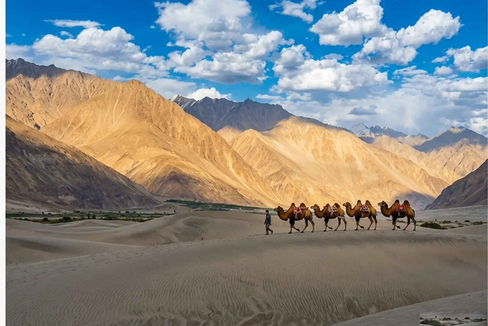Bactrian camels, Hunder