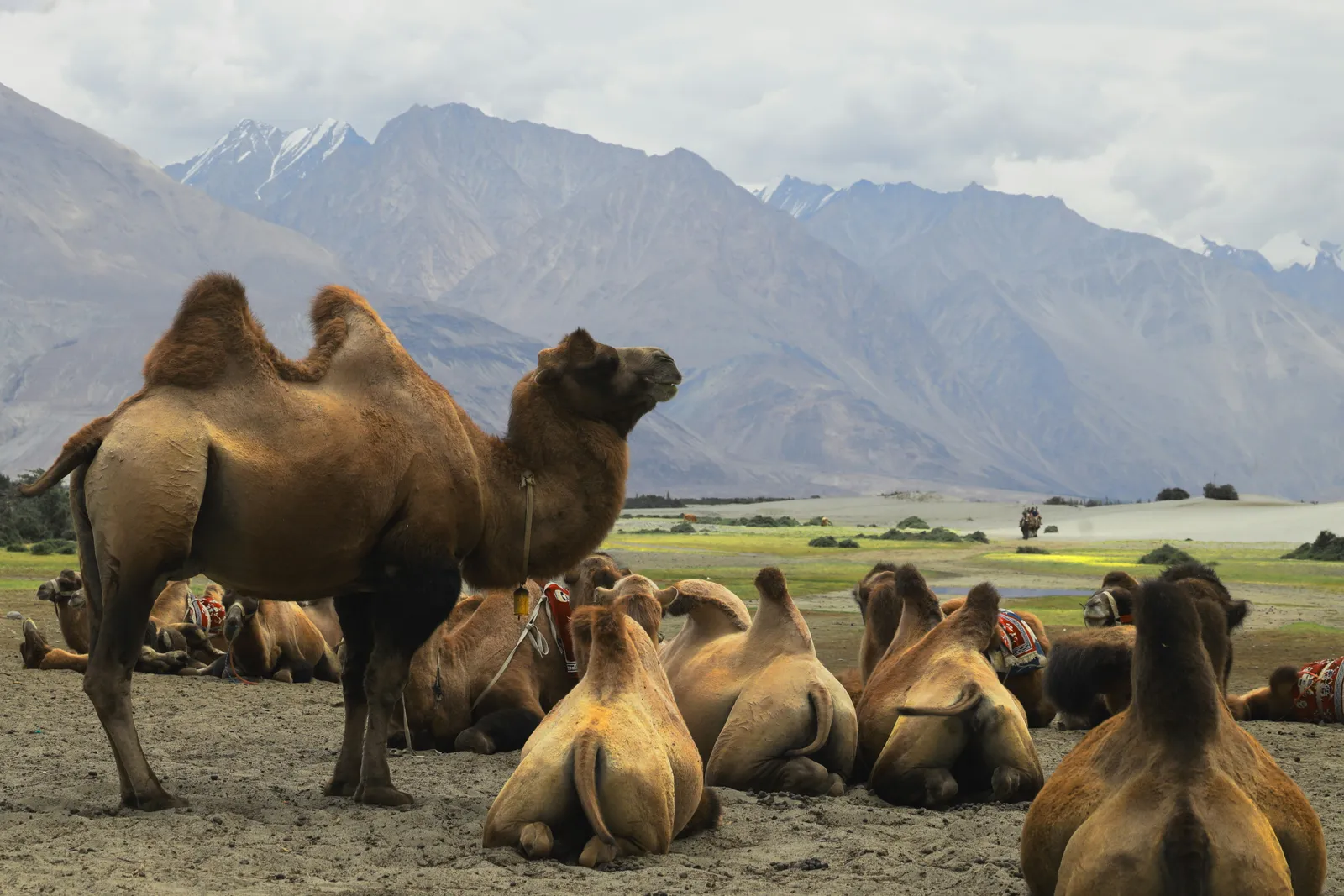 Bactrian camels, Hunder