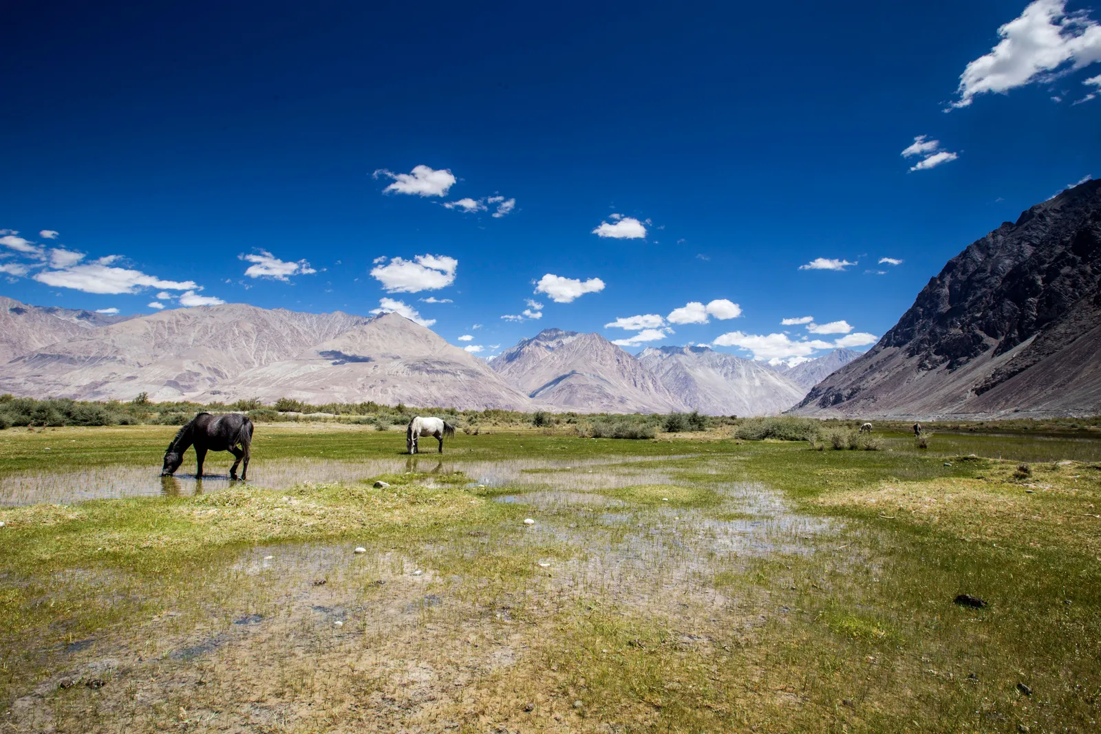 Nubra meadows