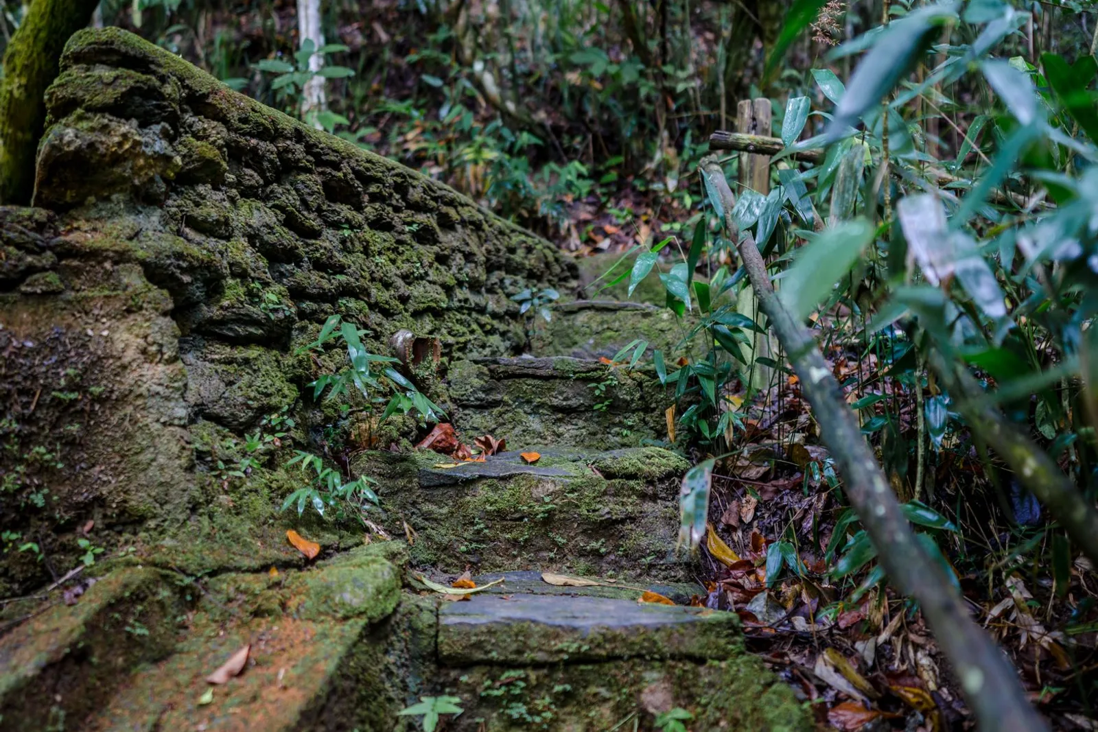 Meghalaya Journey | Root Bridges, River Cruise & Exclusive Tour