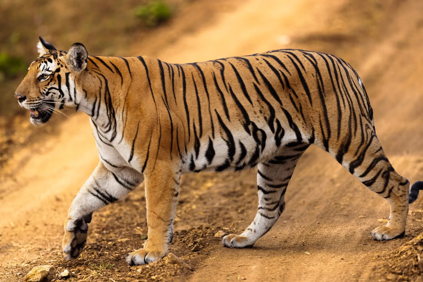 Bengal tiger
