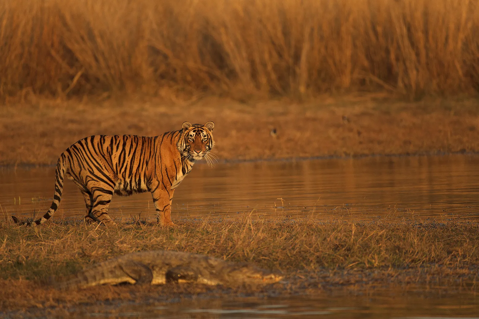 Ranthambore tiger