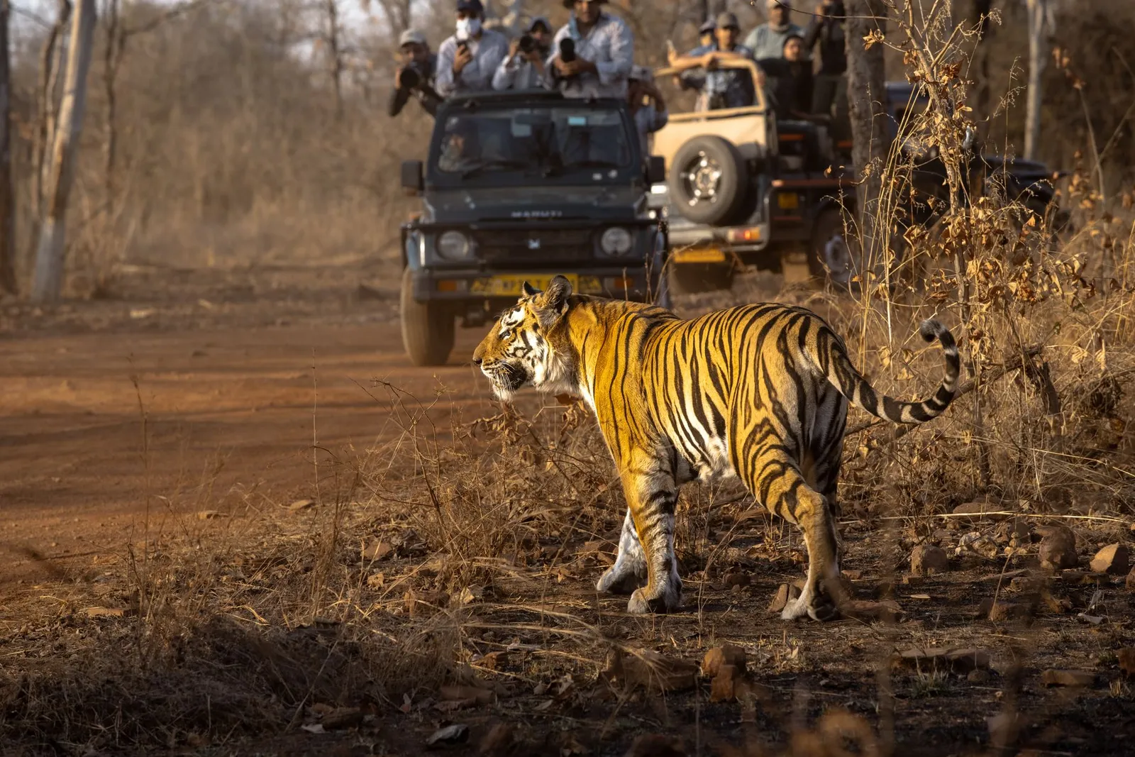 Jungle safari