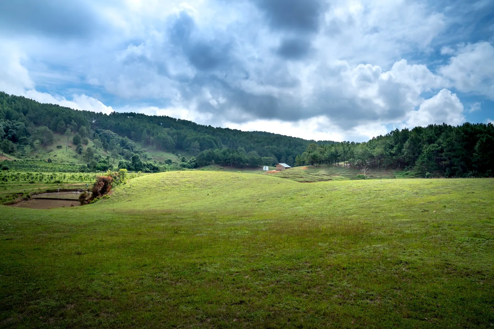 Rolling green meadows