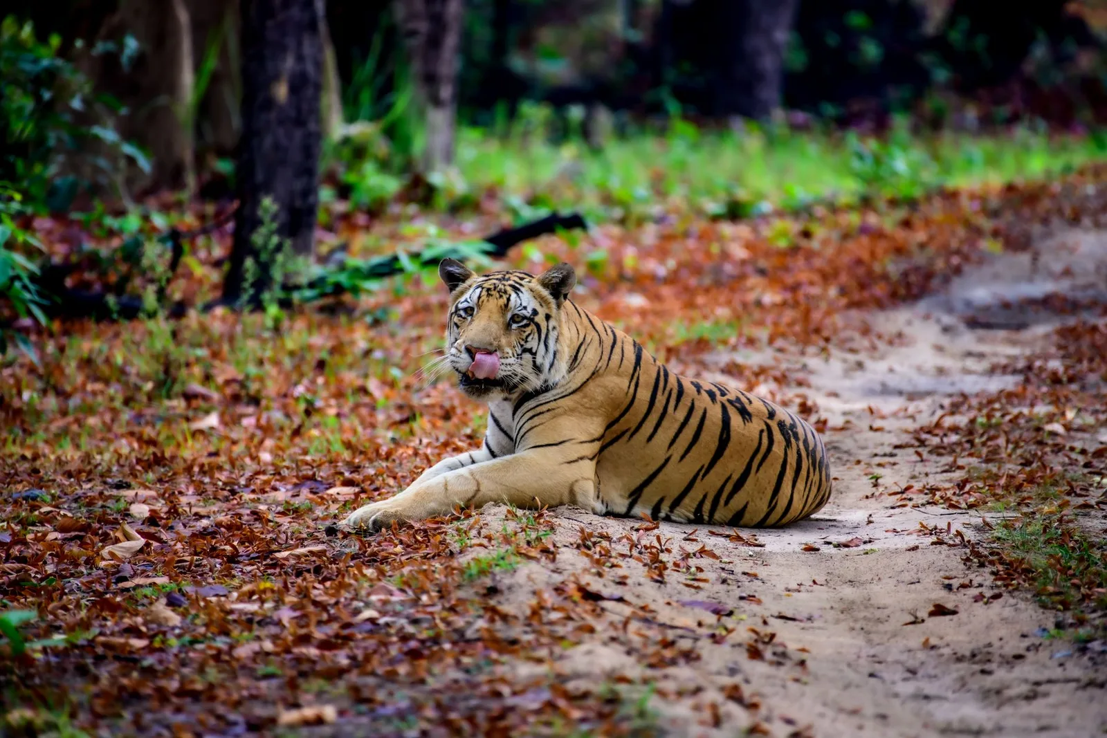 Jim Corbett Tiger Safari Retreat