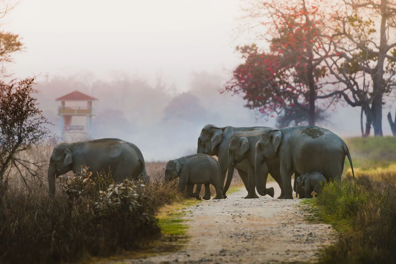 Wild elephants