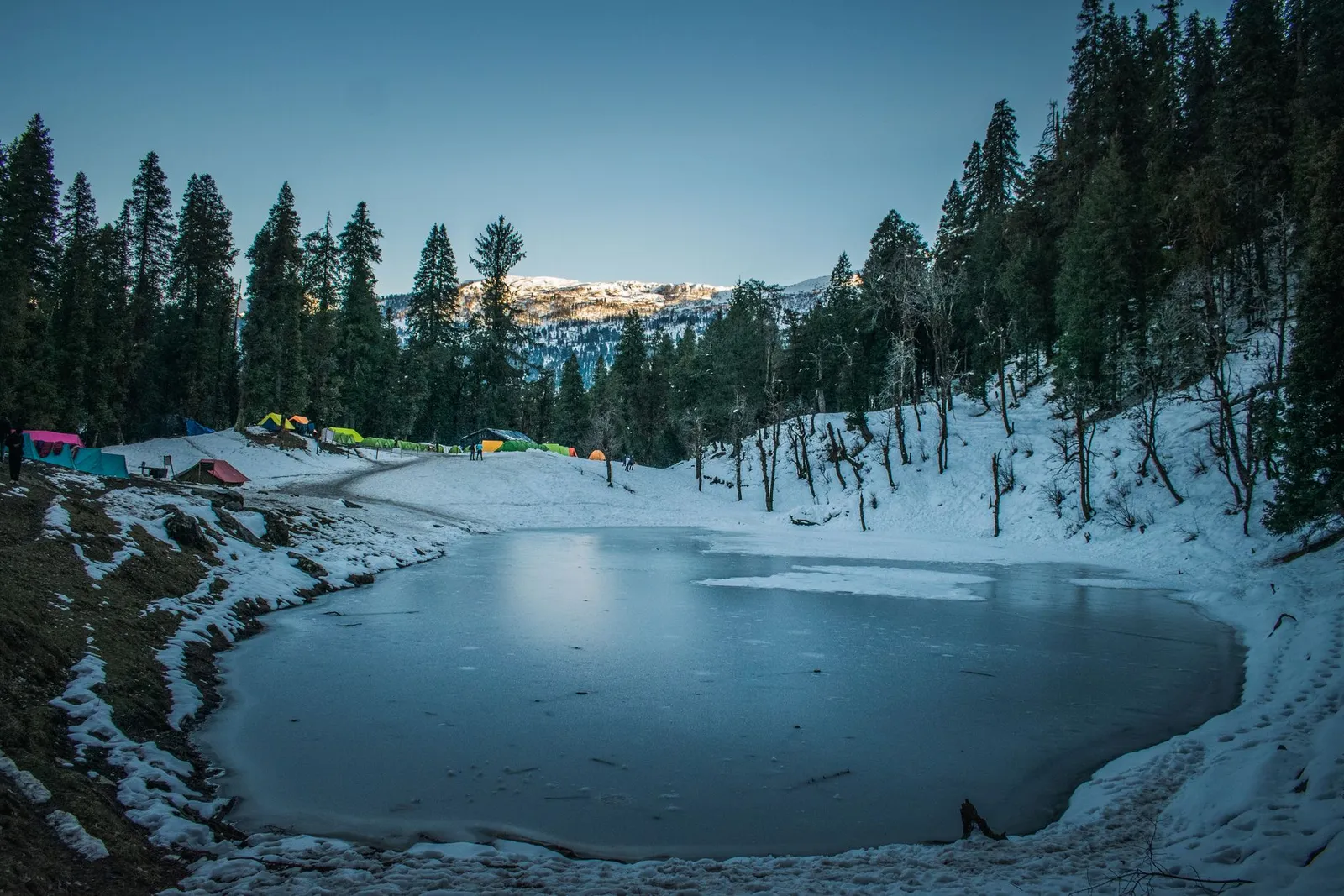 Winter pine trek