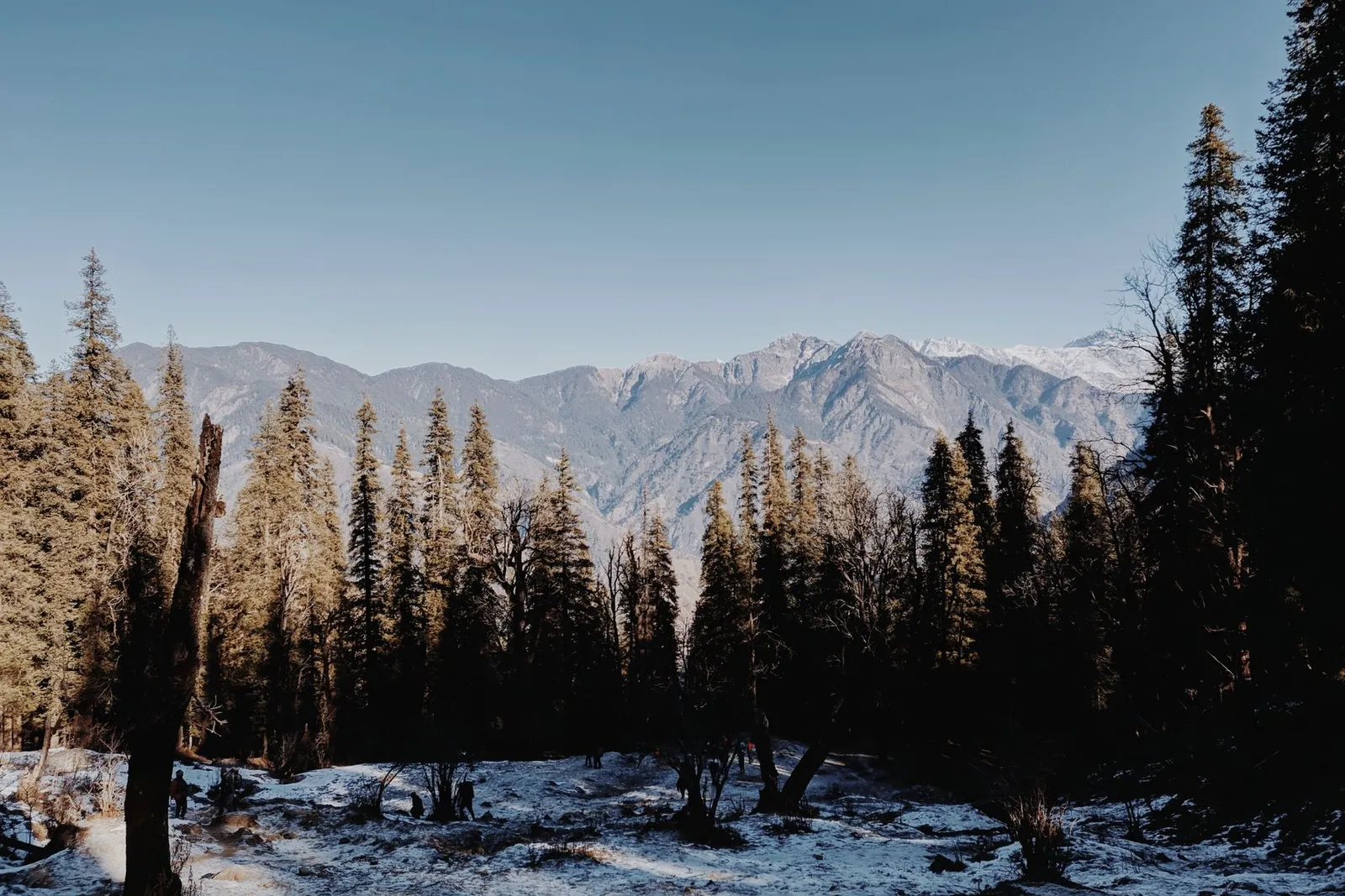 Snow-laden forest