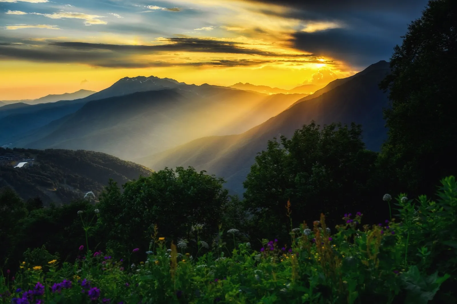 Alpine flower meadow