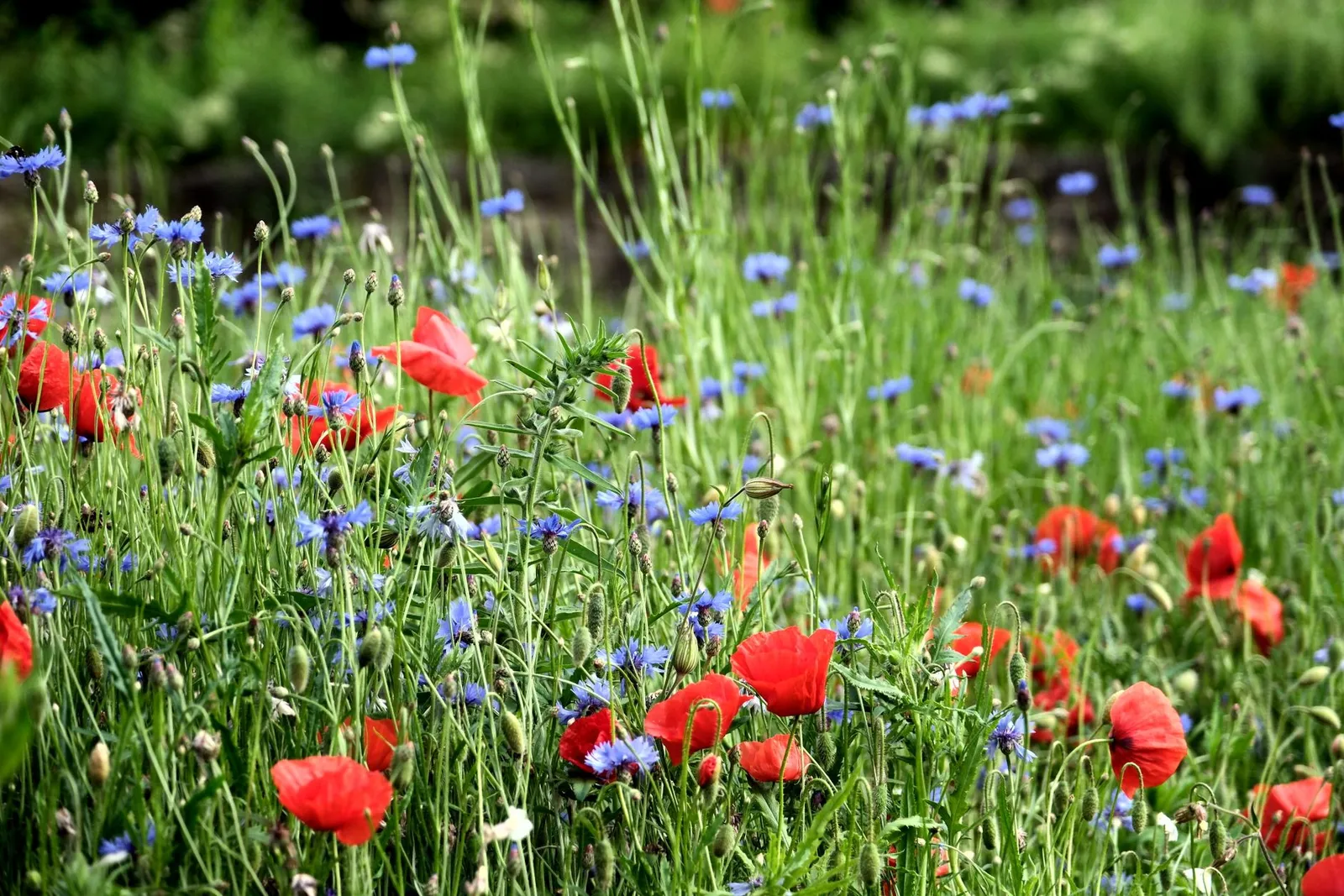 Himalayan blue poppy