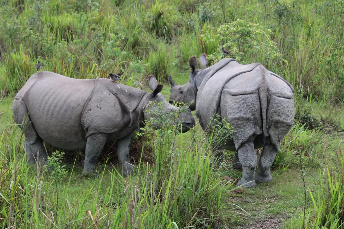 Two Indian one-horned rhinoceros standing in tall elephant grass at Kaziranga National Park, Assam