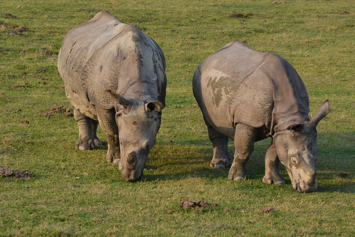 Kaziranga with Meghalaya: Dates, Safari Slots and How to Fit It In