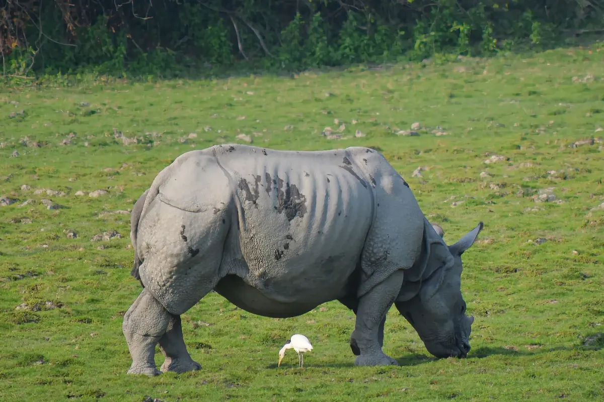 A greater one-horned rhinoceros grazing at Kaziranga with an egret beside it