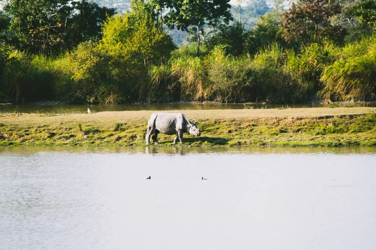 A lone rhinoceros grazing on a grassy bank beside a wetland at Kaziranga