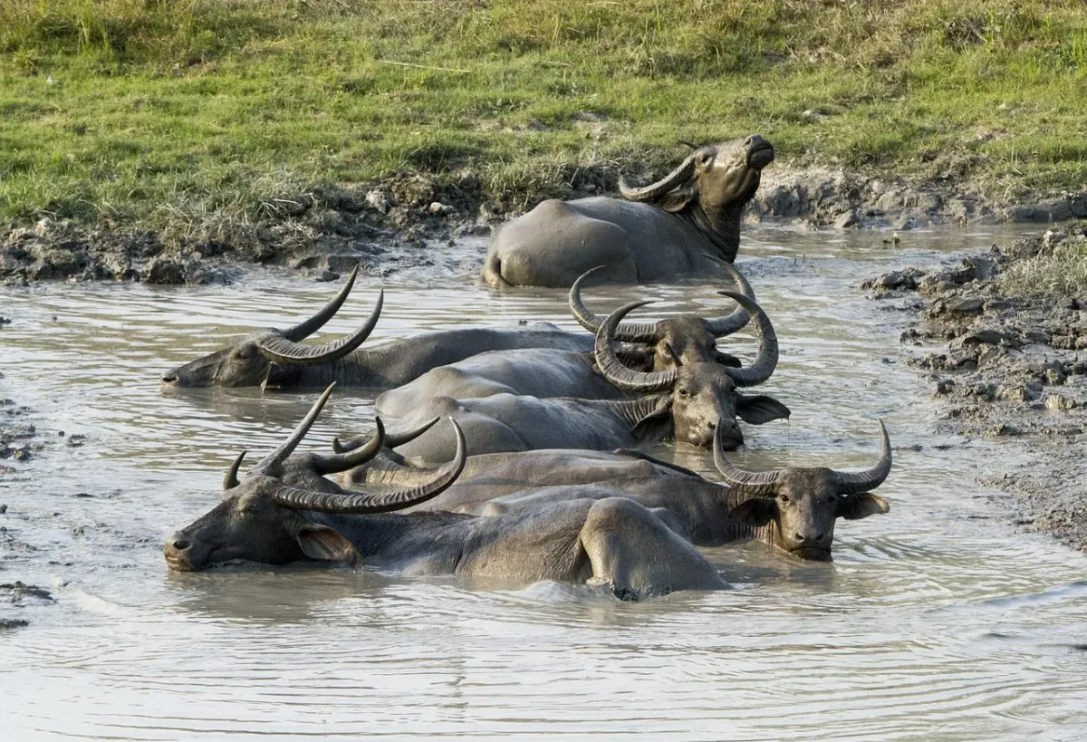 Wild water buffalo wallowing in a muddy pool at Kaziranga