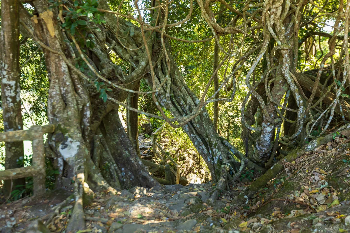 Root Bridge Country | The Nongriat Overnight Trek, 6 Days